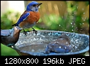 Male Western Blue Bird @ birdbath 2-male-western-blue-bird-%40-birdbath-2.jpg