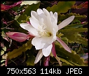 Full Blown Epiphyllum Flower-epi-050109-m.jpg