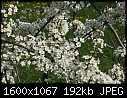 Orchard Flowers  - Flowers-Superior-Plum-1.jpg (1/1)-flowers-superior-plum-1.jpg
