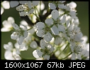 Orchard Flowers  - Flowers-Superior-Plum-CU.jpg (1/1)-flowers-superior-plum-cu.jpg