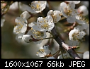 Orchard Flowers  - Flowers-Green-Gage-Plum.jpg (1/1)-flowers-green-gage-plum.jpg
