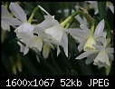 -daffodils-white-1.jpg