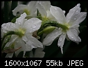 Flowers  - Daffodils-White-Rear.jpg (1/1)-daffodils-white-rear.jpg