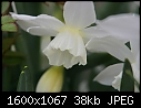 Flowers  - Daffodil-White-3.jpg (1/1)-daffodil-white-3.jpg