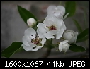 Re: Orchard Flowers -Pear_Flowers.jpg: - Pear_Flowers.jpg (1/1)-pear_flowers.jpg
