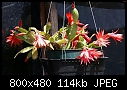 Jungle cactus Red Baby-epiphyticrhipsalidopsis-gaertneri-03034.jpg