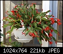 Jungle cactus Red-epiphyticrhipsalidopsis-gaertneri-03035.jpg