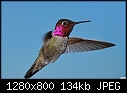 Hummingbird 002-hummingbird-002.jpg