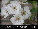 Spring Flowers  - Clapp's-Favorite-Pear.jpg (1/1)-clapps-favorite-pear.jpg