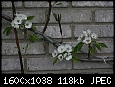 Spring Flowers  - Espalier-Flowers-2.jpg (1/1)-espalier-flowers-2.jpg