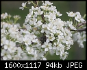 Spring Flowers  - American-Plum.jpg (1/1)-american-plum.jpg