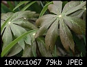 Plants   - Mayapple-1.jpg (1/1)-mayapple-1.jpg