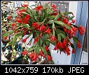 Jungle cactus Red-rhipsalidopsis-gaertneri-red-pcdsc03052.jpg