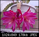 Click image for larger version

Name:	Epiphyllum irredescent 1DSC03058.JPG
Views:	262
Size:	177.8 KB
ID:	11159