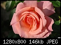 -just-ordinary-rose.jpg