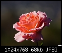 Click image for larger version

Name:	Another of my roses.jpg
Views:	200
Size:	68.3 KB
ID:	11188