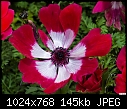 -mona-lisa-scarlet-white-poppy-flowered-anemone.jpg