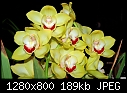 -yellow-orchids.jpg