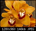 -more-orchids.jpg
