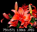 -asiatic-lily-m.jpg
