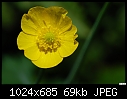 Yellow flower-yellow-flower.jpg