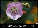 -pink-wildflower.jpg