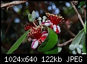 Click image for larger version

Name:	Fuzzy flower.jpg
Views:	276
Size:	122.4 KB
ID:	11203