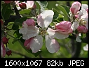 Orchard  - Apple-Blossom-Red-De#B6C80F.jpg (1/1)-apple-blossom-red-de-b6c80f.jpg