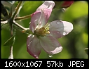 Orchard  - Apple-Blossom-Winesap-CU.jpg (1/1)-apple-blossom-winesap-cu.jpg