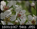 Orchard  - Pear-Red-Anjou-CU-7.jpg (1/1)-pear-red-anjou-cu-7.jpg
