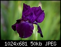 Iris-bettys_iris-large-.jpg