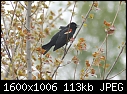 Garden:  - Red-wing-Blackbird-1.jpg (1/1)-red-wing-blackbird-1.jpg