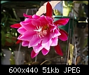 Another Epiphyllum-epiph-love-song-a48-03068.jpg