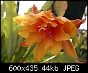 Orange Epiphyllum-epiph-orange-5.1-pi03069.jpg
