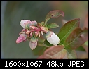 -blueberry-flowers-cu-2.jpg