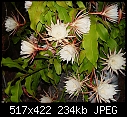 Jungle cactus Red-epiph-oxypetalum-rs01764.jpg