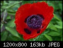 -09a_1731_red-poppy.jpg