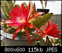 -epiphyllum-big-red-dsc03087.jpg