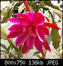 -epiphyllum-darrels-dsc03085.jpg