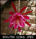 -epiphyllum-irridescent-rons-1dsc03082.jpg