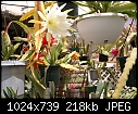 Partial view of my Epiphyllums-epiphyllum-viewdsc03091.jpg