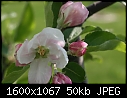 -apple-blossom-jonathan-cu.jpg