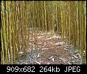 -bamboopath.jpg