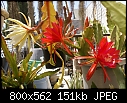 Click image for larger version

Name:	Epiphyllum WhiteRedDSC03089.JPG
Views:	196
Size:	151.2 KB
ID:	11301