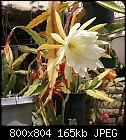 -epiphyllum-white-37dsc03090.jpg