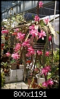 Click image for larger version

Name:	Epiphyllum deutsche kaiserin DSC03098.jpg
Views:	3440
Size:	268.0 KB
ID:	11303