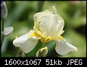 -yellow-iris-1.jpg