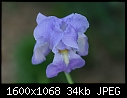Click image for larger version

Name:	Blue-Iris-5.jpg
Views:	232
Size:	33.9 KB
ID:	11308