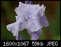 Irises - Blue-Iris-CU-2.jpg (1/1)-blue-iris-cu-2.jpg