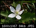 -bosenberry-flower-cu-2.jpg